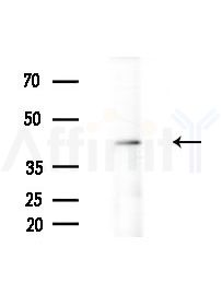PHLDA1 Antibody - Western blot analysis of extracts from Mouse testis, using PHLDA1 Antibody at 1/1000 dilution.