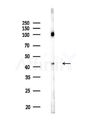 PHLDA1 Antibody - Western blot analysis of lysates from Mouse testis, using PHLDA1 Antibody at 1/1000 dilution.