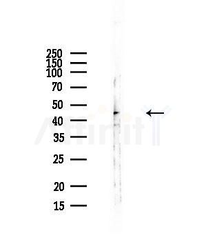 RAD51L1 Antibody - Western blot analysis of lysates from Mouse liver, using RAD51L1 Antibody at 1/1000 dilution.