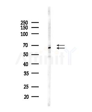 T3JAM Antibody - Western blot analysis of lysates from PC12 cells(LPS,4h treatment), using T3JAM Antibody at 1/1000 dilution.