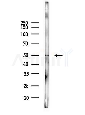 WWOX Antibody - Western blot analysis of lysates from Mouse lung, using WWOX Antibody at 1/1000 dilution.