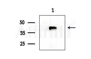 KLF7 Antibody - Western blot analysis of extracts from Mouse liver, using KLF7 Antibody at 1/1000 dilution.