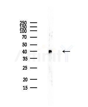 KLF7 Antibody - Western blot analysis of lysates from Mouse liver, using KLF7 Antibody at 1/1000 dilution.