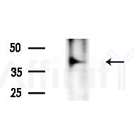 AGPAT5 Antibody - Western blot analysis of extracts from Rat brain, using AGPAT5 Antibody at 1/1000 dilution.