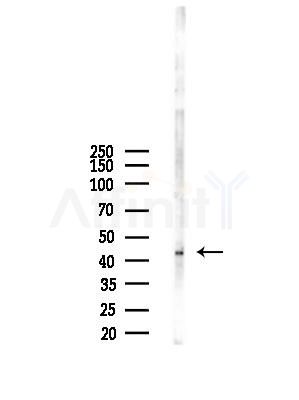 PSMD11 Antibody - Western blot analysis of lysates from RAW264.
