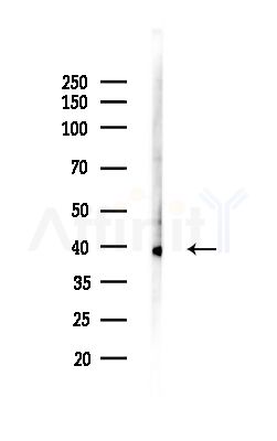 MRPS35 Antibody - Western blot analysis of lysates from Hela cells(heat-shock,45min treatment), using MRPS35 Antibody at 1/1000 dilution.