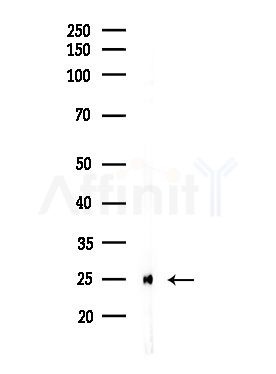 MRPS7 Antibody - Western blot analysis of lysates from MDA-MB-231 cells(heat-shock,45min treatment), using MRPS7 Antibody at 1/1000 dilution.