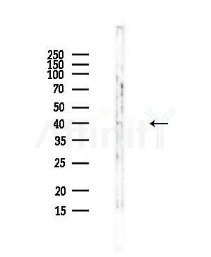 MRPS9 Antibody - Western blot analysis of lysates from Mouse liver, using MRPS9 Antibody at 1/1000 dilution.