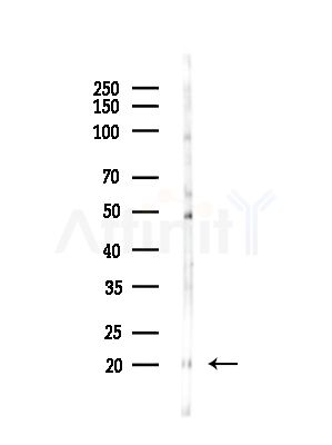 MRPL54 Antibody - Western blot analysis of lysates from HepG2 cells(LPS,4h treatment), using MRPL54 Antibody at 1/1000 dilution.