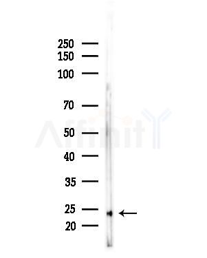 MRPL13 Antibody - Western blot analysis of lysates from Hela cells(heat-shock,45min treatment), using MRPL13 Antibody at 1/1000 dilution.