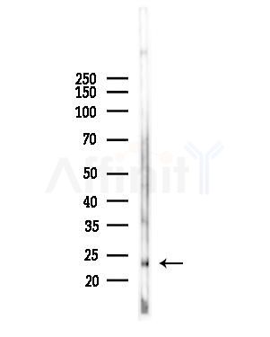 MRPL13 Antibody - Western blot analysis of lysates from Mouse liver, using MRPL13 Antibody at 1/1000 dilution.