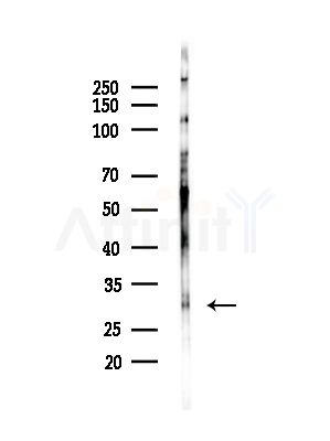 MRPL46 Antibody - Western blot analysis of lysates from HepG2 cells(LPS,4h treatment), using MRPL46 Antibody at 1/1000 dilution.
