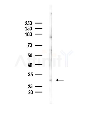 MRPL46 Antibody - Western blot analysis of lysates from Mouse brain, using MRPL46 Antibody at 1/1000 dilution.