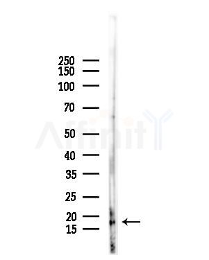 RPS18 Antibody - Western blot analysis of lysates from Mouse liver, using RPS18 Antibody at 1/1000 dilution.