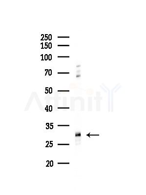 RPS4X Antibody - Western blot analysis of lysates from Hela cells(starvation,24h treatment), using RPS4X Antibody at 1/1000 dilution.