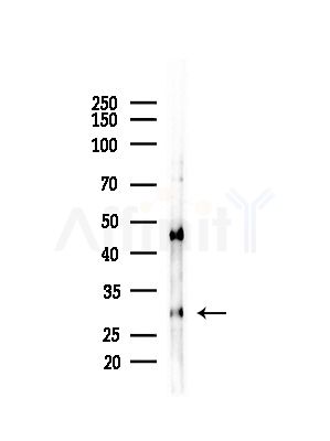 RPS4X Antibody - Western blot analysis of lysates from Mouse liver, using RPS4X Antibody at 1/1000 dilution.