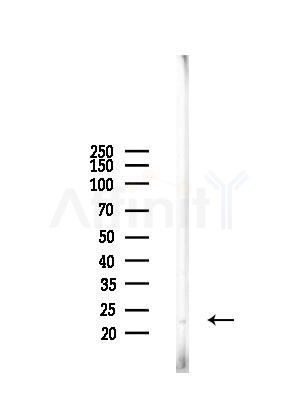 RPS7 Antibody - Western blot analysis of lysates from RAW264.
