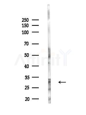 RPS8 Antibody - Western blot analysis of lysates from LoVo cells(heat-shock,45min treatment), using RPS8 Antibody at 1/1000 dilution.