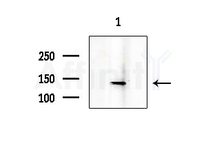 AZI1 Antibody - Western blot analysis of extracts from RAW264.