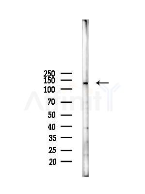 AZI1 Antibody - Western blot analysis of lysates from RAW264.