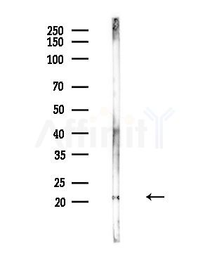 RPL17 Antibody - Western blot analysis of lysates from Mouse testis, using RPL17 Antibody at 1/1000 dilution.