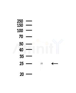 RPL19 Antibody - Western blot analysis of lysates from Rat brain, using RPL19 Antibody at 1/1000 dilution.