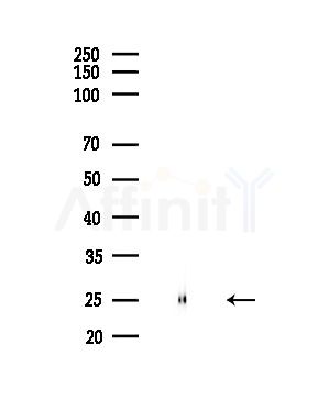 RPL19 Antibody - Western blot analysis of lysates from Mouse testis, using RPL19 Antibody at 1/1000 dilution.