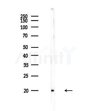 RPL27A Antibody - Western blot analysis of lysates from Rat testis, using RPL27A Antibody at 1/1000 dilution.