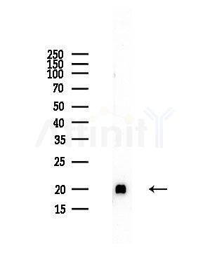 RPL27A Antibody - Western blot analysis of lysates from Mouse liver, using RPL27A Antibody at 1/1000 dilution.