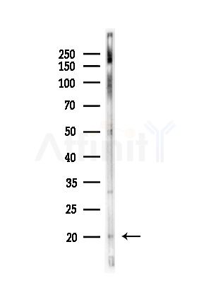 RPL35 Antibody - Western blot analysis of lysates from Hela cells(starvation,24h treatment), using RPL35 Antibody at 1/1000 dilution.