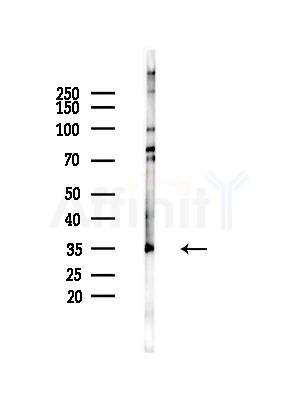RPL5 Antibody - Western blot analysis of lysates from RAW264.
