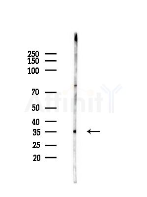 RPL5 Antibody - Western blot analysis of lysates from Mouse testis, using RPL5 Antibody at 1/1000 dilution.