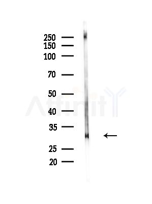 RPL7 Antibody - Western blot analysis of lysates from Mouse brain, using RPL7 Antibody at 1/1000 dilution.