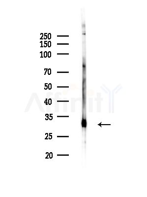 RPL7 Antibody - Western blot analysis of lysates from COLO205 cells, using RPL7 Antibody at 1/1000 dilution.