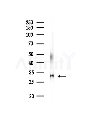 RPL7 Antibody - Western blot analysis of lysates from Rat liver, using RPL7 Antibody at 1/1000 dilution.