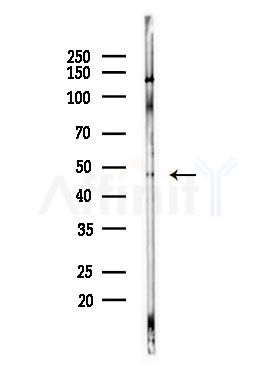 ABHD12 Antibody - Western blot analysis of lysates from LoVo cells(heat-shock,45min treatment), using ABHD12 Antibody at 1/1000 dilution.
