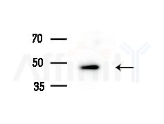 ACOT4 Antibody - Western blot analysis of lysates from Mouse liver, using ACOT4 Antibody at 1/1000 dilution.