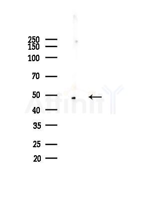 ACOT4 Antibody - Western blot analysis of lysates from Mouse liver, using ACOT4 Antibody at 1/1000 dilution.