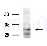 ARF4 Antibody - Western blot analysis of extracts from various samples, using ARF4 Antibody at 1/1000 dilution.