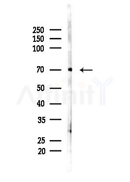 ARFGAP3 Antibody - Western blot analysis of lysates from Mouse brain, using ARFGAP3 Antibody at 1/1000 dilution.