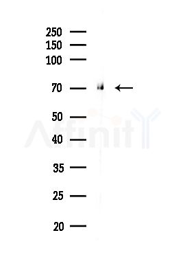 ARFGAP3 Antibody - Western blot analysis of lysates from Rat testis, using ARFGAP3 Antibody at 1/1000 dilution.