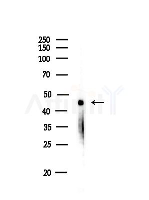 AARSD1 Antibody - Western blot analysis of lysates from Rat lung, using AARSD1 Antibody at 1/1000 dilution.