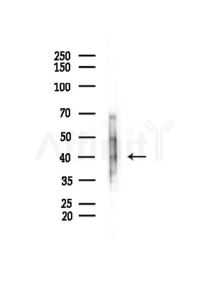 AARSD1 Antibody - Western blot analysis of lysates from Mouse muscle, using AARSD1 Antibody at 1/1000 dilution.