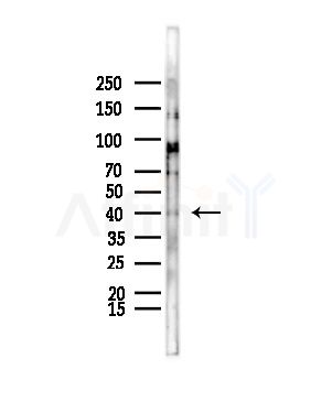 ADH7 Antibody - Western blot analysis of lysates from Mouse lung, using ADH7 Antibody at 1/1000 dilution.