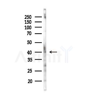 ADH7 Antibody - Western blot analysis of lysates from RAW264.