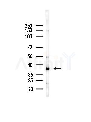 AKR1C2 Antibody - Western blot analysis of lysates from Mouse liver, using AKR1C2 Antibody at 1/1000 dilution.