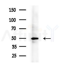 ANGPTL7 Antibody - Western blot analysis of extracts from HepG2 cells
(heat-shock treatment), using ANGPTL7 Antibody at 1/1000 dilution.