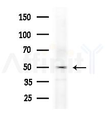 ANGPTL7 Antibody - Western blot analysis of extracts from B16F10-LUC cells
(heat-shock treatment), using ANGPTL7 Antibody at 1/1000 dilution.