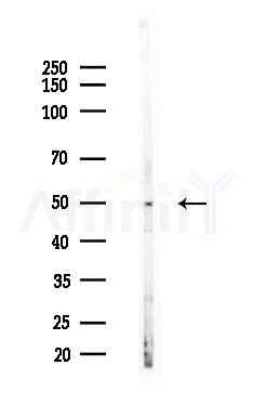 ANGPTL7 Antibody - Western blot analysis of lysates from B16F10-LUC cells(heat-shock,45min treatment), using ANGPTL7 Antibody at 1/1000 dilution.