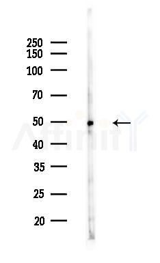 ANGPTL7 Antibody - Western blot analysis of lysates from HepG2 cells(heat-shock,45min treatment), using ANGPTL7 Antibody at 1/1000 dilution.